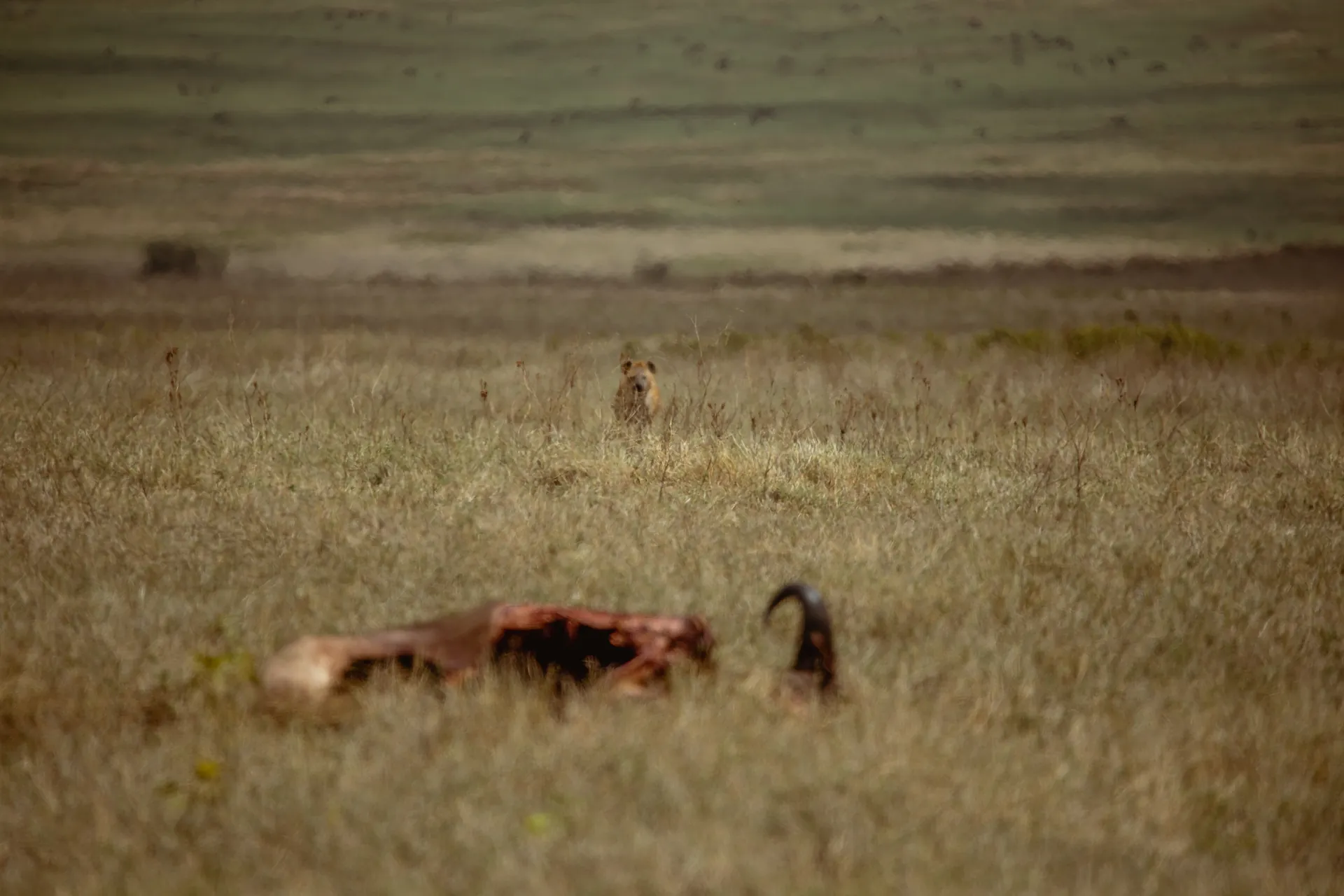 Lion in an East African safari landscape
